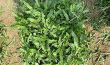 守护甜心之龙族誓言③回族礼_700字