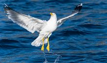 小鸟与海鸥_550字