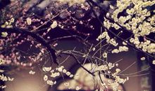 择一城终老_1200字