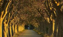 梧桐叶的思考_600字