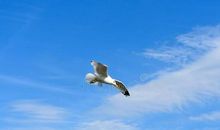 蓝天●小鸟●自由_500字