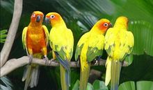 关于自由的作文：鹦鹉“淘淘”自由了_600字