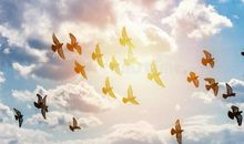 关于自由的作文：宁可自由的飞，也不愿勇敢地走！_500字