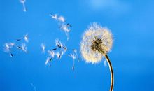 关于蒲公英的作文：蒲公英_1200字