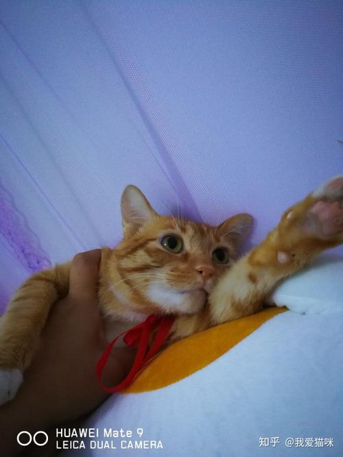 拍摄猫_800字