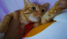 养猫的乐趣_800字