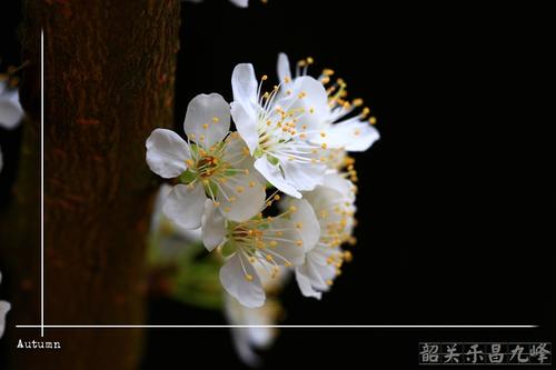 鲜花打开_500字