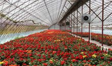 走出温室的花朵_350字