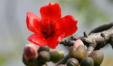 红棉树的精神_700字