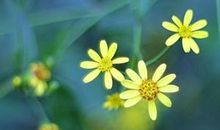 要坚强，要独立_400字