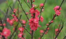 走进桃花源_800字