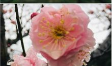 一剪梅（自作）_50字