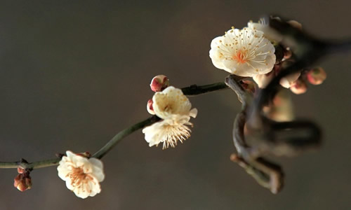 悲伤的花朵绽放_800字