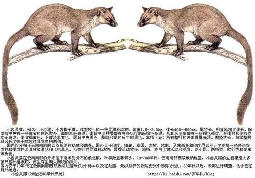 家有一个精神猫_550字