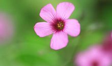 为谁绽放_1000字