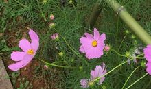 万物之美源于生命_1200字