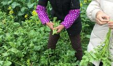 奶奶的菜园_350字