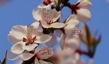 踏青踏出春天的味道_750字