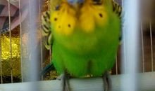 我喜欢的鹦鹉_150字