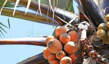 魔法树上的彩色果子