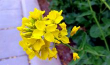 【每日天气】春天_150字