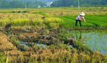 夏天的味道_300字