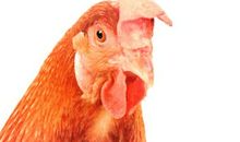 公鸡恐惧症_150字