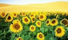 窗外的向日葵_300字