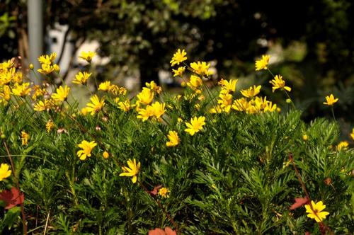 鲜花努力_900字