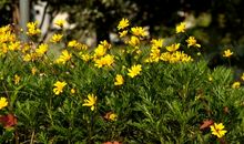 花儿努力开_900字