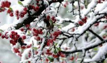 当雪花落下的时候_450字