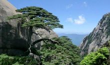 黄山游记（4_700字