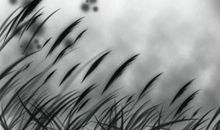 动力来自一杆芦苇_700字