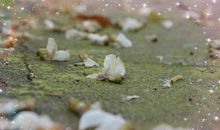 落花的坠落_350字