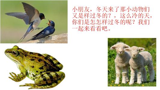 蚂蚁和青蛙_400字