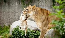 看文豪如何描摹母子情深