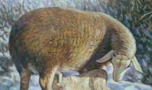 原来羊也有母爱_400字