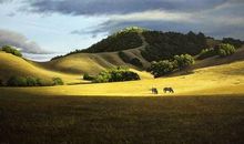 欣赏大自然_550字