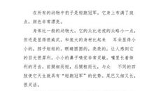 状物作文:菊花飘香的时节_800字