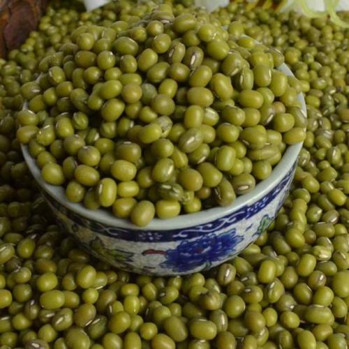 绿豆_600字