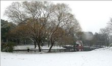 又是一年飘雪时_450字