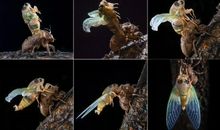 快乐夏天里的我和蝉_450字