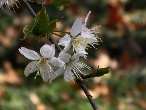 多彩校园 - 春天信使_400字