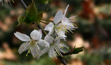 五彩校园——春之使者_400字