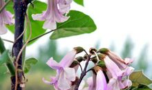 雨后的春天_300字