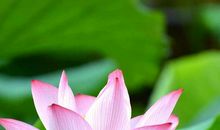 六月高考，七月流亡_900字