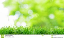 绿草的幸福，绿叶的孤独_650字