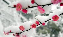 写景作文：凌寒暗香独自开_900字