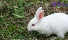 小白兔，你在天堂还怪我吗？_400字