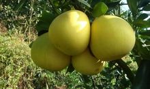 我的家乡的蜜柚树_350字